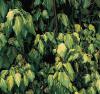 Hedera helix 'Goldheart' - břečťan popínavý (READERS DIGEST VÝBĚR)