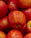 Malus domestica 'Royal Gala' - jabloň