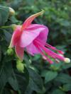 Fuchsia x hybrida 'Albertina' - fuchsie, čílko