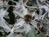 Eryngium - máčka