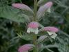 Acanthus hungaricus - paznehtík uherský