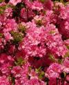 Azalea japonica 'MARINJA' ® - azalka japonská
