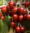 Prunus cerasus 'Napoleon' - třešeň chrupka