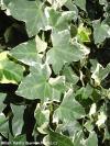 Hedera helix 'Marginata Elegantissima - břečťan obecný