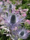 Eryngium alpinum - máčka alpská