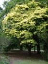 Acer cappadocicum 'Aureum' - javor kapadocký