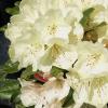 Rhododendron hybridum 'Ehrengold' - pěnišník velkokvětý