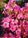 Azalea japonica 'Amoena' - azalka japonská