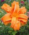 Hemerocallis 'Apricot Beauty' - denivka