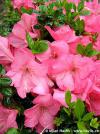 Azalea japonica 'Anouk' - japonská azalka