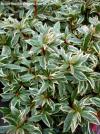 Azalea japonica 'Silver Sword' - japonská azalka