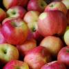 Malus domestica 'Melrose' - jabloň