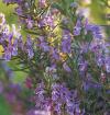 Rosmarinus officinalis - rozmarýna lékařská (READERS DIGEST VÝBĚR)