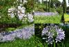 Agapanthus - kalokvět