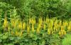 Ligularia przewalski - popelivka Převalského (PROVOBIS)
