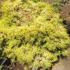 Chamaecyparis obtusa 'Bronze Pygmy' - cypřišek tupolistý