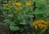 Ligularia clivorum - popelivka zubatá