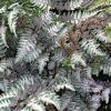 Athyrium niponicum 'Pictum' - papratka japonská