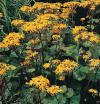 Ligularia dentata 'Desdemona' - popelivka zoubkovaná (READERS DIGEST VÝBĚR)