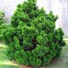 Chamaecyparis obtusa 'Nana Gracilis' - cypřišek tupolistý