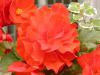 Begonia x tuberhybrida - begonie hlíznatá