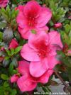 Azalea x 'Nuccio's Wild Cherry' - japonská azalka