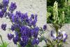 Aconitum - oměj