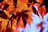 Acer japonicum - javor japonský (PROVOBIS)