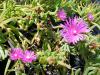 Delosperma cooperi - kosmatec