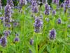 Agastache mexicana 'Blue Fortune' - agastache mexická