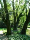 Hedera helix - břečťan popínavý