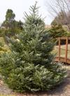 Abies koreana 'Silberlocke' - jedle korejská