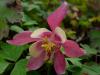 Aquilegia caerulea 'Magic Rose and Ivory' - orlíček