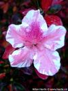 Azalea x 'Carolina' - japonská azalka