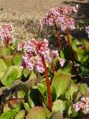 Bergenia - bergénie (PROVOBIS)