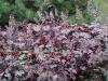 Heuchera - dlužicha: dekorativní listy 