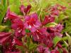 Weigela - zanice, vajgélie (PROVOBIS)