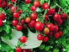 Rajčata v nádobě: Lycopersicon lycopersicum - rajče převislé mini 'Tumbling Tom Red' (SEMO)