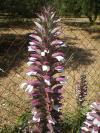 Acanthus spinosus - paznehtník ostnitý