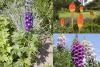 Kvetoucí dominanty: Delphinium, Kniphofia, Digitalis