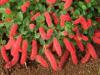 Acalypha hispaniolae - akalyfa, kočičí ocásek