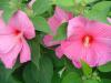 Hibiscus moscheutos - ibišek bahenní (PROVOBIS)
