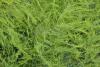 Asparagus officinalis 'Gijnlim' - asparágus, chřest