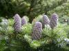 Abies koreana - jedle korejská (PROVOBIS)