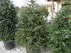 Abies nordmanniana - jedle kavkazská