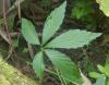 Gynostemma pentaphyllum - ženšen pětilistý