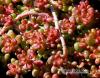 Rod Sedum: Sedum album Indian Summer