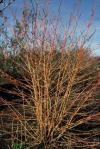 Cornus sanguinea 'Midwinter Fire' - svída krvavá (PROVOBIS)