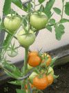 Solanum lycopersicum - rajče jedlé