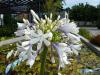 Agapanthus orientalis 'Queen Mum' - kalokvět východní